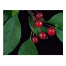 Árbol ornamental del cangrejo de la planta tarjeta postal