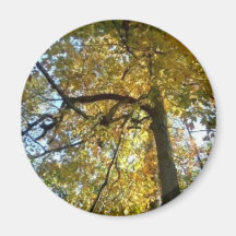 Árbol pacífico imán de frigorífico