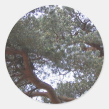 Árbol Pegatinas Redondas