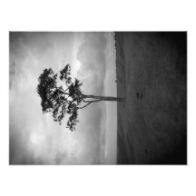 Árbol Arte Con Fotos