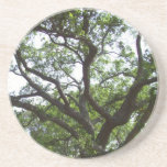 Árbol Posavaso Para Bebida