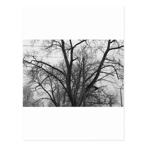 Árbol Postal
