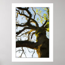 Árbol Impresiones