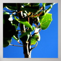 árbol posters
