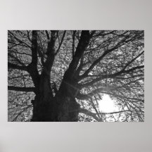 Árbol Poster