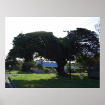 Árbol Poster