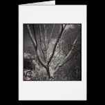 Árbol que adora de Sun tarjetas