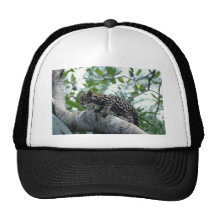 árbol que sube del Ocelot-bebé Gorras