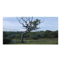 Árbol solitario en nuevo bosque tarjeta fotográfica personalizada