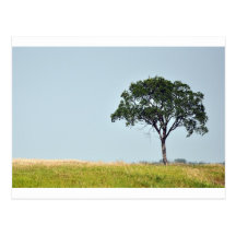 Árbol solitario postales
