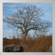 árbol solitario posters