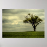 árbol solitario poster