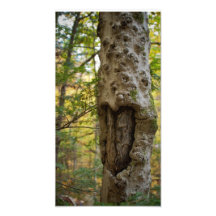 Árbol tallado corazón impresiones fotográficas
