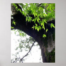Árbol todavía l naturaleza l fotografía impresiones