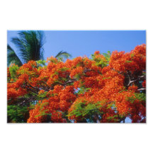 Árbol tropical de la flor roja arte fotografico