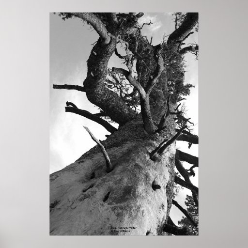 Árbol, valle divino posters