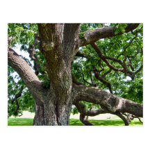 Árbol viejo grande postales