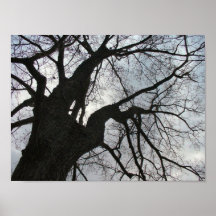 Árbol viejo poster