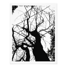 ÁRBOL WEBBY BLANCO Y NEGRO ANUNCIO PERSONALIZADO