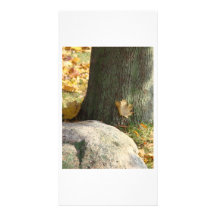 Árbol y roca del otoño tarjeta fotográfica