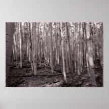 Arboleda de Aspen Impresiones