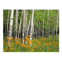 Arboleda de Aspen y prado del Wildflower Postales