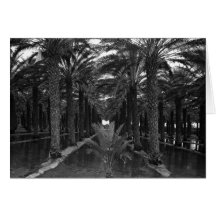 Arboleda de la palma datilera durante Irrigation,  Tarjeton