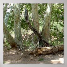ÁRBOLES A LO LARGO DE LA CORRIENTE SEDONA ARIZONA IMPRESIONES