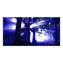 Árboles azules de la noche tarjetas fotográficas 