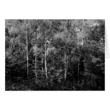Árboles de abedul de plata B&W Felicitación