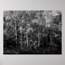 Árboles de abedul de plata - B&W Poster