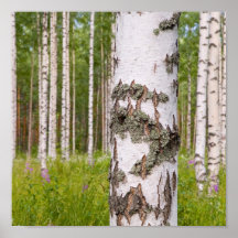 árboles de abedul en bosques finlandeses poster