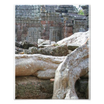 Árboles de Angkor fotografía