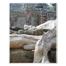 Árboles de Angkor Fotografía