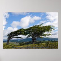 árboles de la bandera de la Viento-encorvadura en  Poster