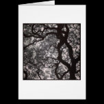 Árboles de la magnolia en flor tarjetas