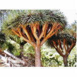 Árboles de la sangre de dragones esculturas fotográficas