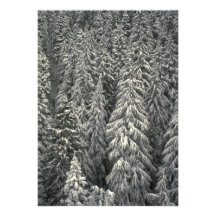 Árboles de pino nevados comunicados