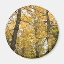 Árboles del biloba del Ginkgo Imán Para Frigorífico