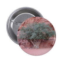 Árboles del desierto pins