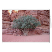 Árboles del desierto tarjeton