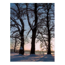 Árboles del invierno en fondo del cielo azul tarjeta postal