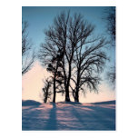 Árboles del invierno en fondo del cielo azul postal