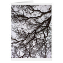 Árboles del invierno tarjetón