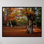 Árboles del otoño en el nuevo bosque Reino Unido Impresiones
