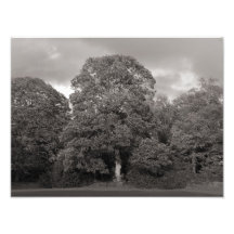 Árboles del otoño, parque del Bute, Cardiff Impresiones Fotográficas