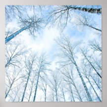 árboles en el invierno y el cielo poster