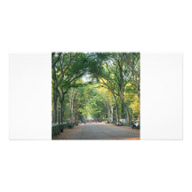 Árboles en la alameda tarjetas fotograficas 