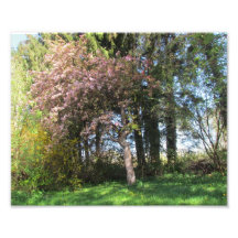 Árboles en la primavera - representación de energí fotos