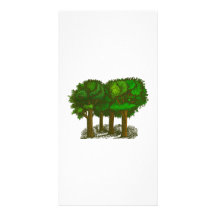 Árboles en un bosque tarjetas fotográficas 